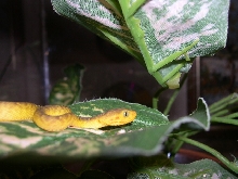 Atheris chlorechis CB'04