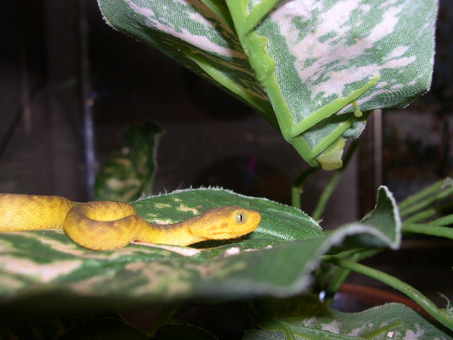 Atheris chlorechis CB'04