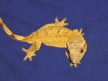 yellow female