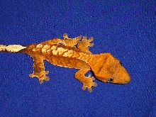 Orange flame juvi
