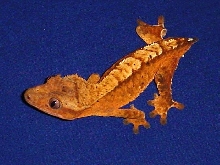 Orange flame