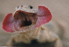 Phrynocephalus mystaceus