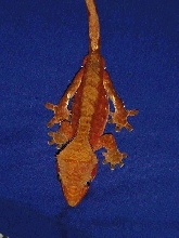 Rusted Cherry