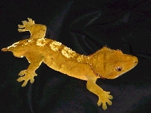 Yellow male