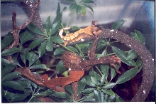 Two High End juvie males