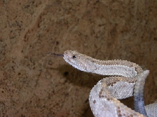 Crotalus durissus unicolor (Head Shot)