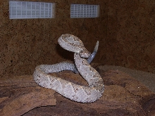 Agressive adult Aruba Rattlesnake
