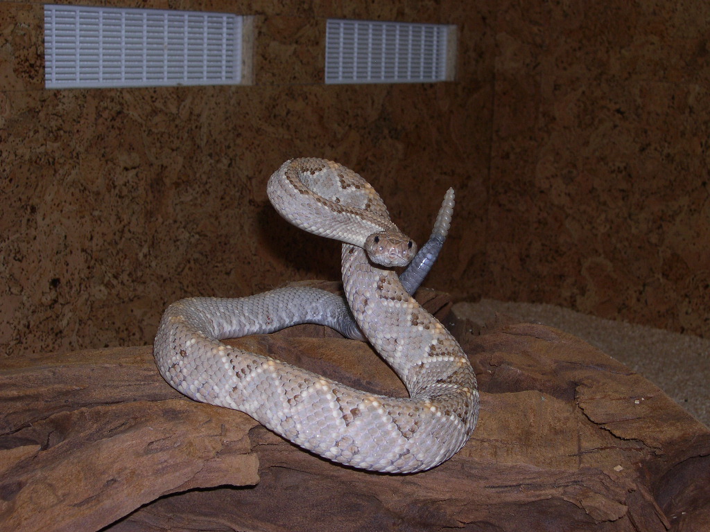 Agressive adult Aruba Rattlesnake