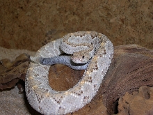 Crotalus durissus unicolor