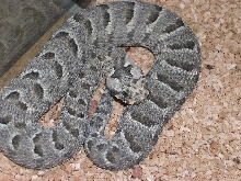 semiadult Bitis cornuta