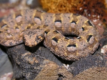 1.0 Bitis xeropaga (adult)