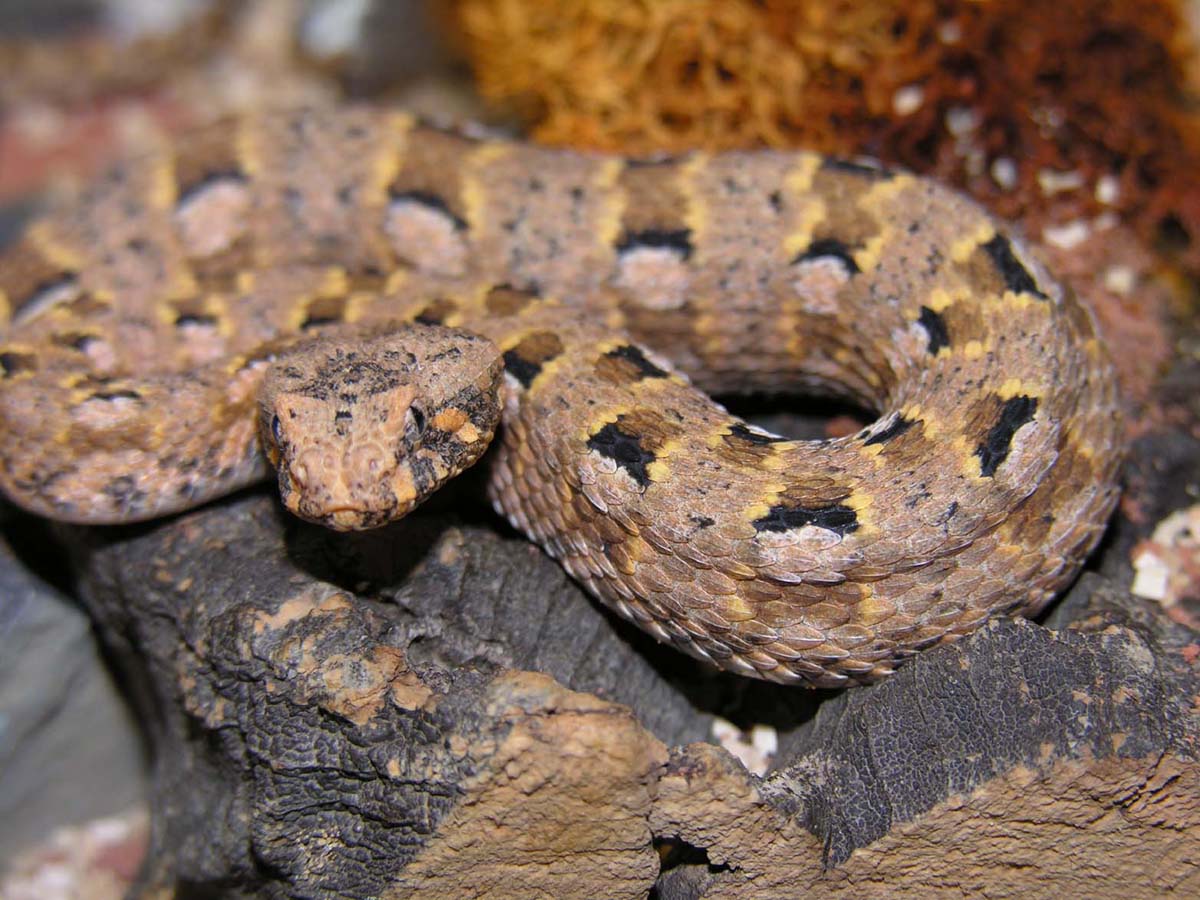 1.0 Bitis xeropaga (adult)