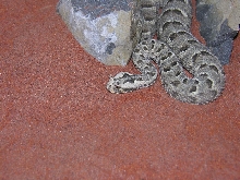 Many Horned Adder