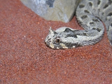 Bitis cornuta (Luderitz)