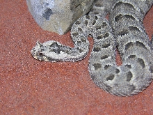 Female Many Horned Adder