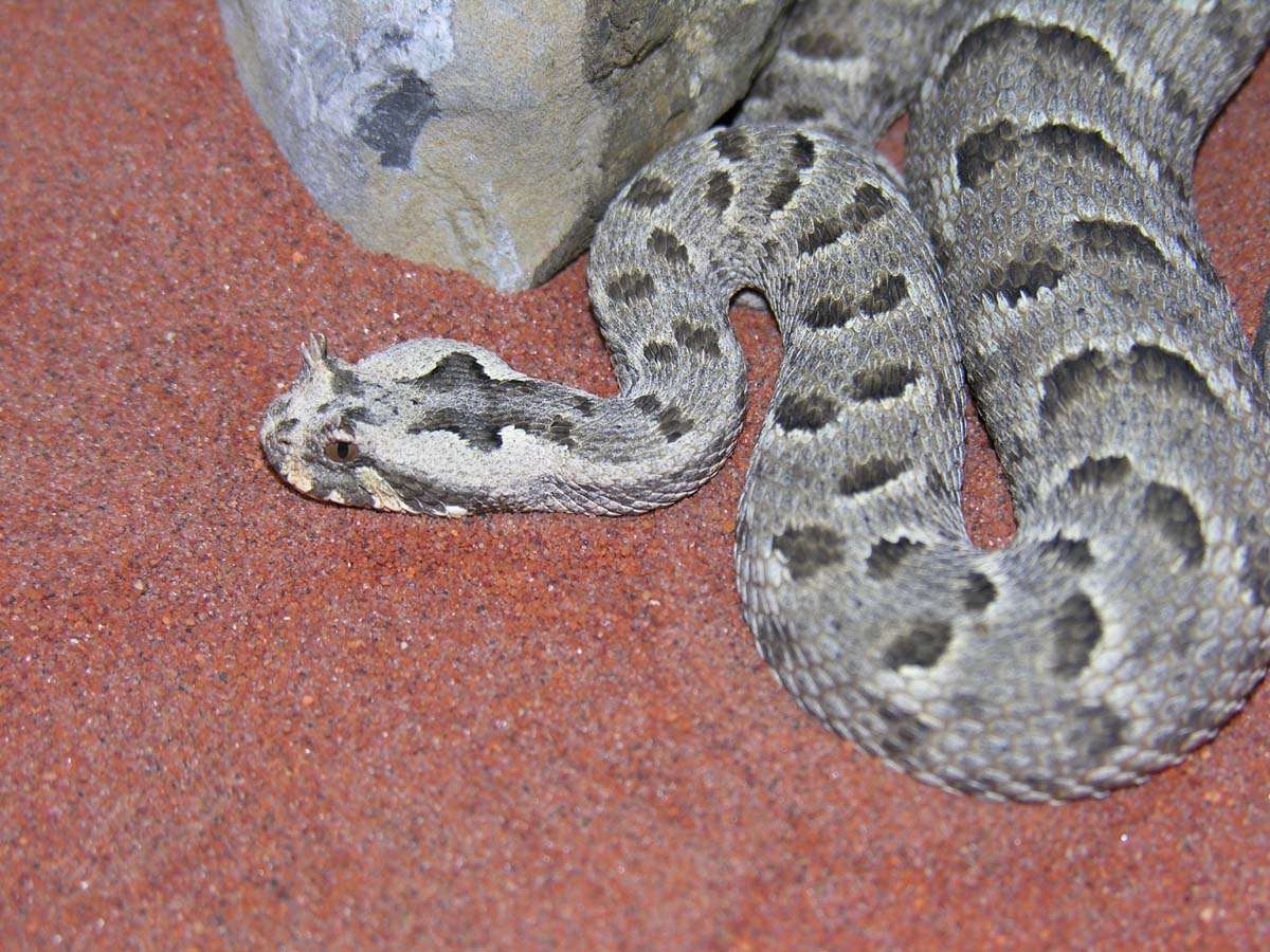 Female Many Horned Adder