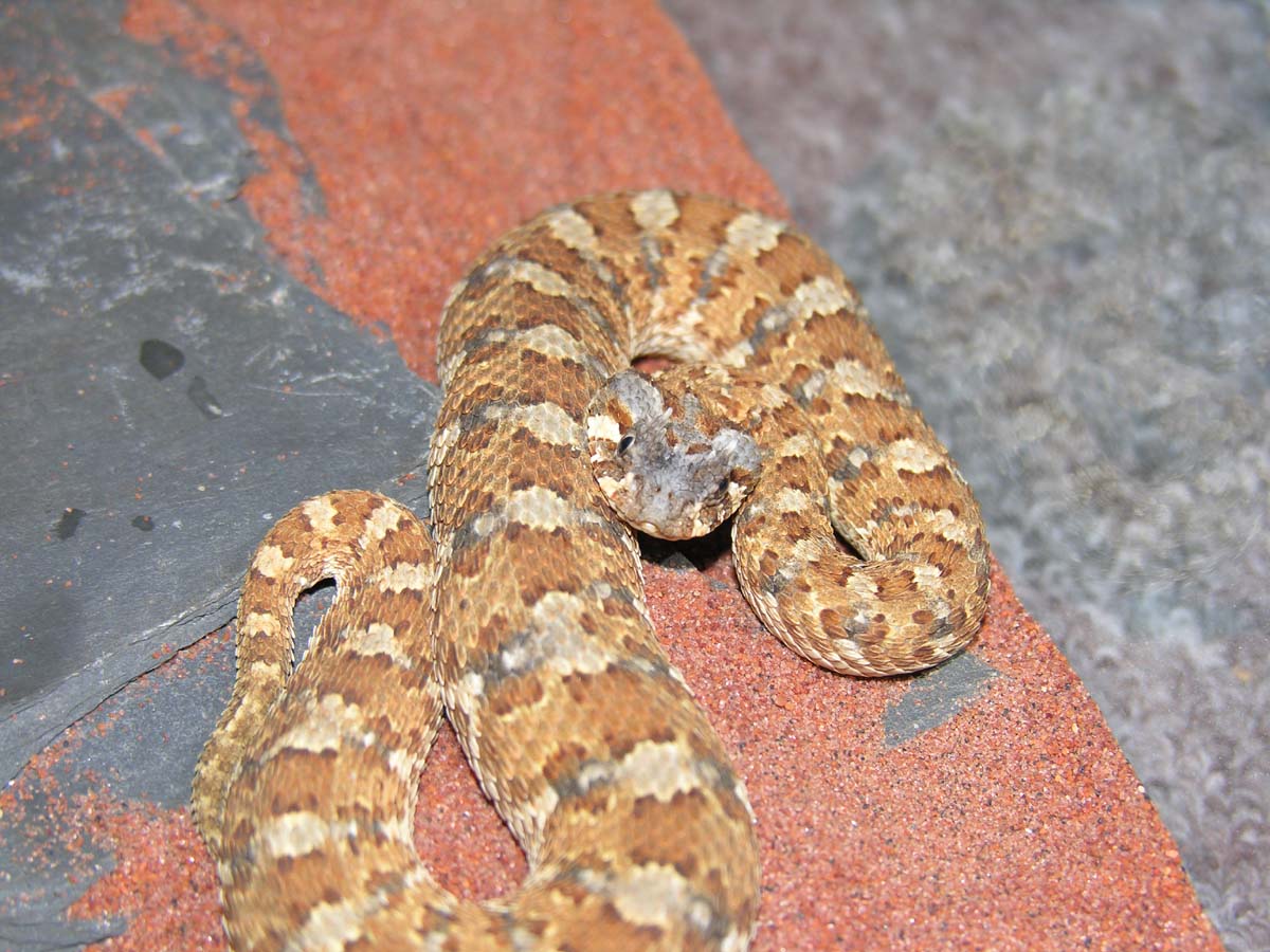 Bitis caudalis (male from Springbok)