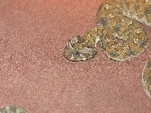 Bitis caudalis