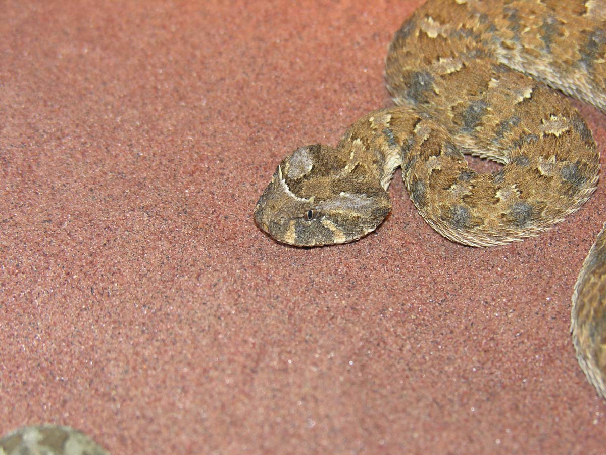 Bitis caudalis