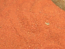 Bitis peringueyi (CB Baby from March 2005)