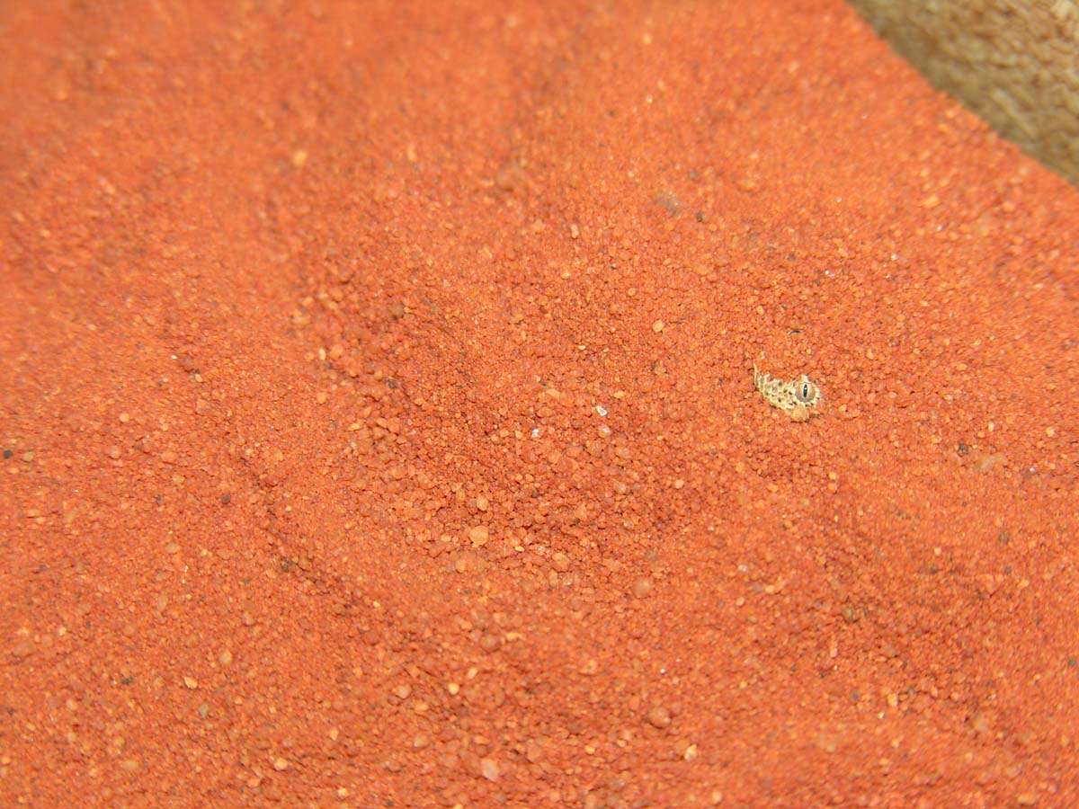 Bitis peringueyi (CB Baby from March 2005)