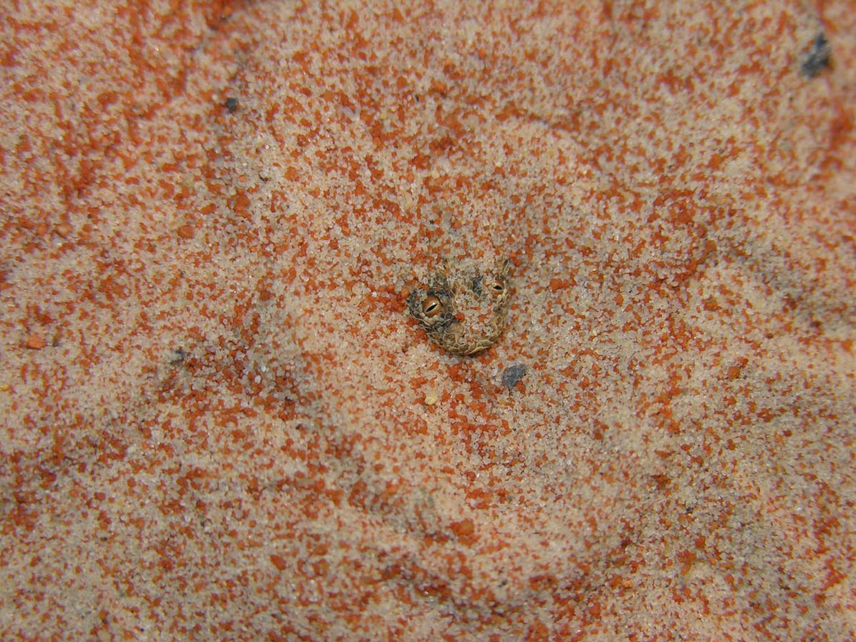 Bitis peringueyi  (Hiding)