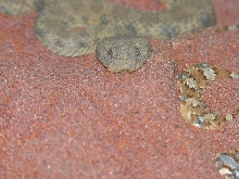 Bitis caudalis