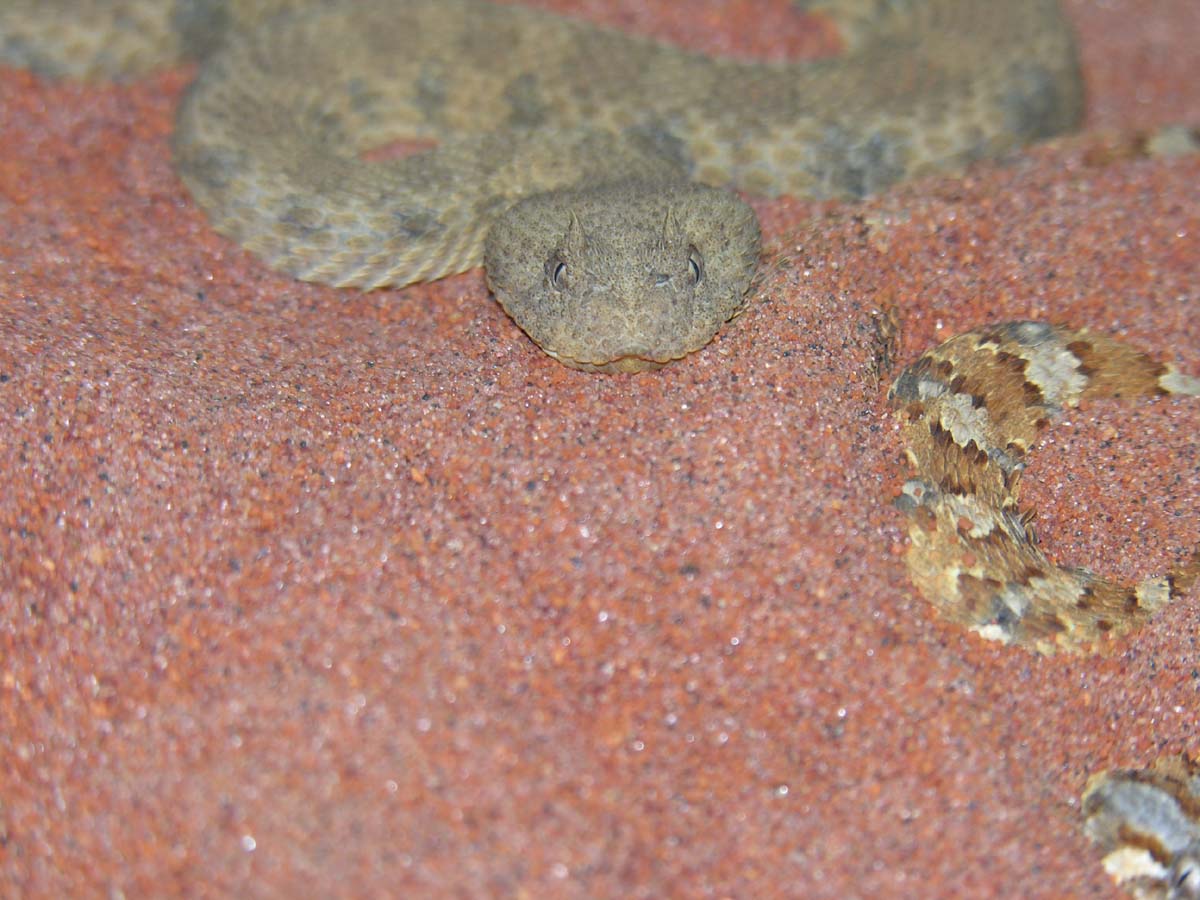 Bitis caudalis