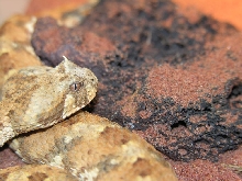 Head Shot  -  Bitis caudalis