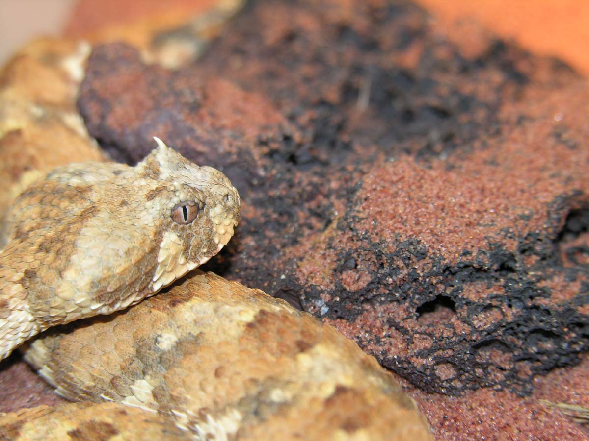 Head Shot  -  Bitis caudalis