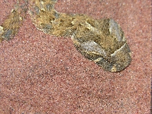 B. caudalis 2