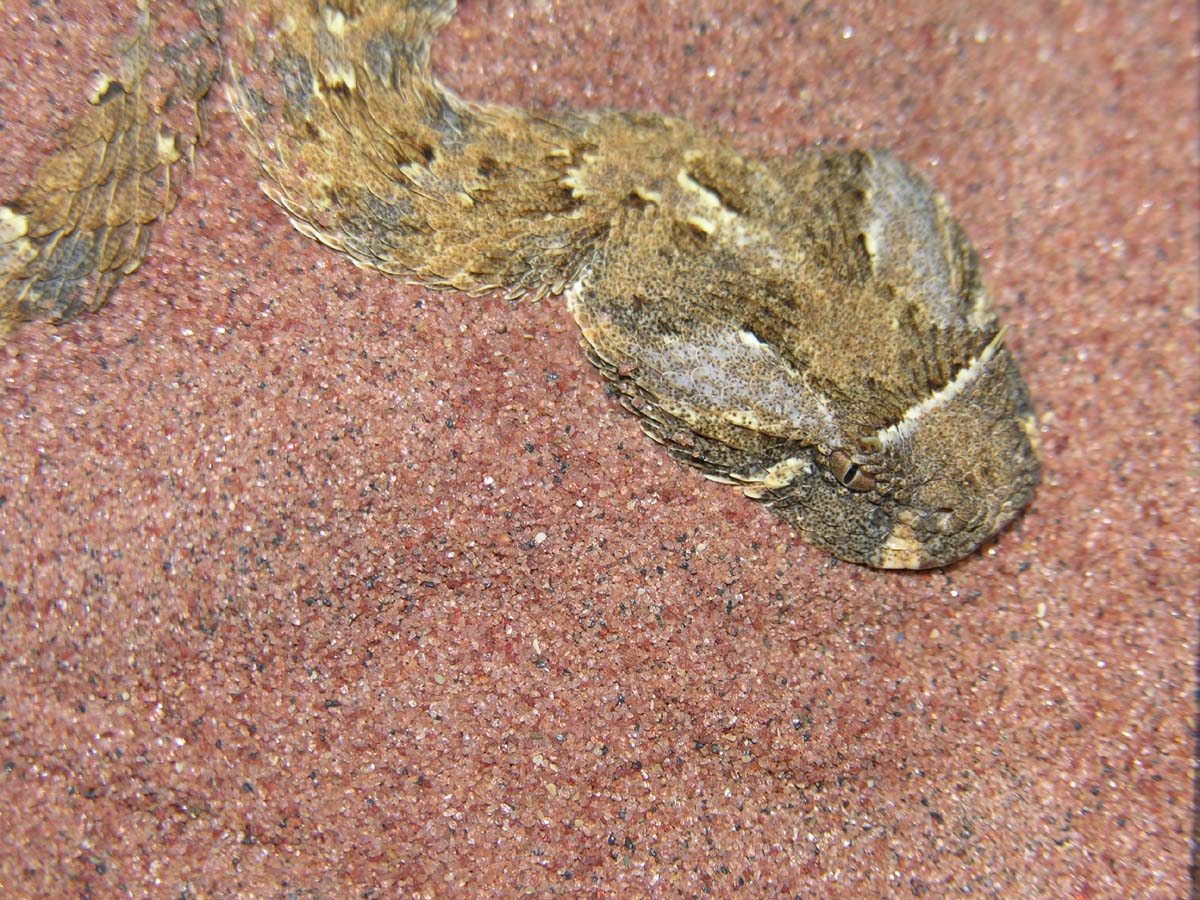B. caudalis 2