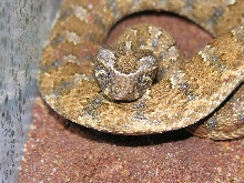 B. caudalis