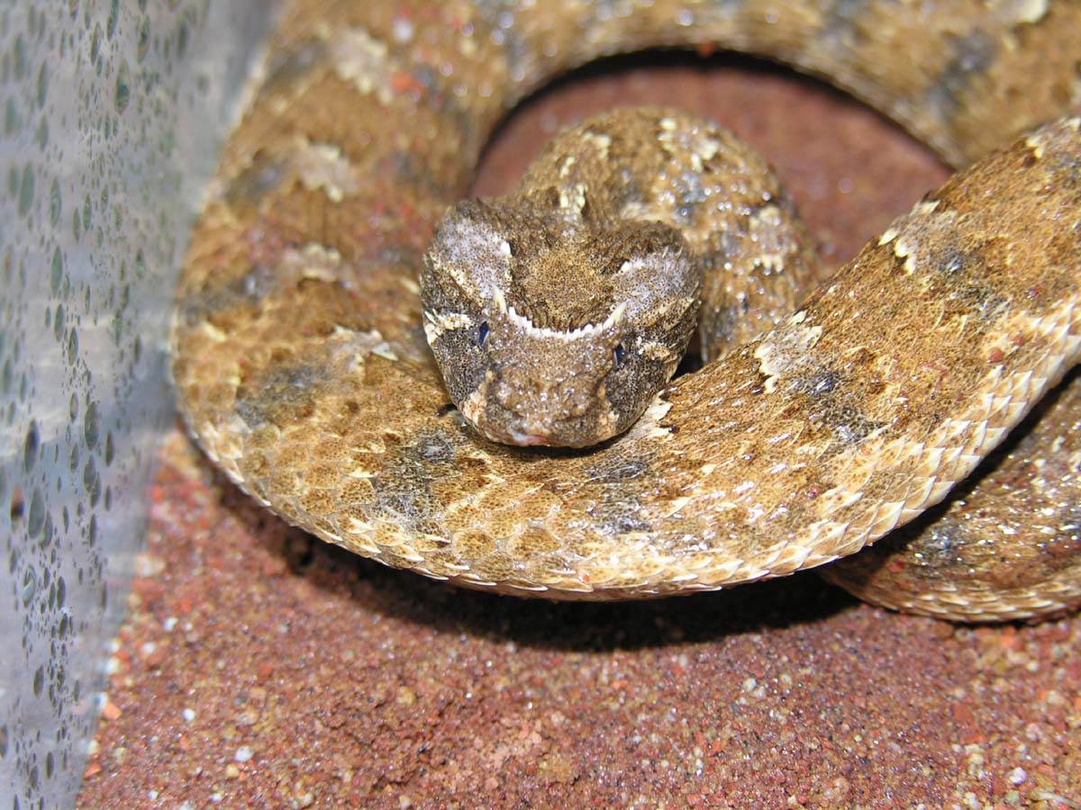 B. caudalis