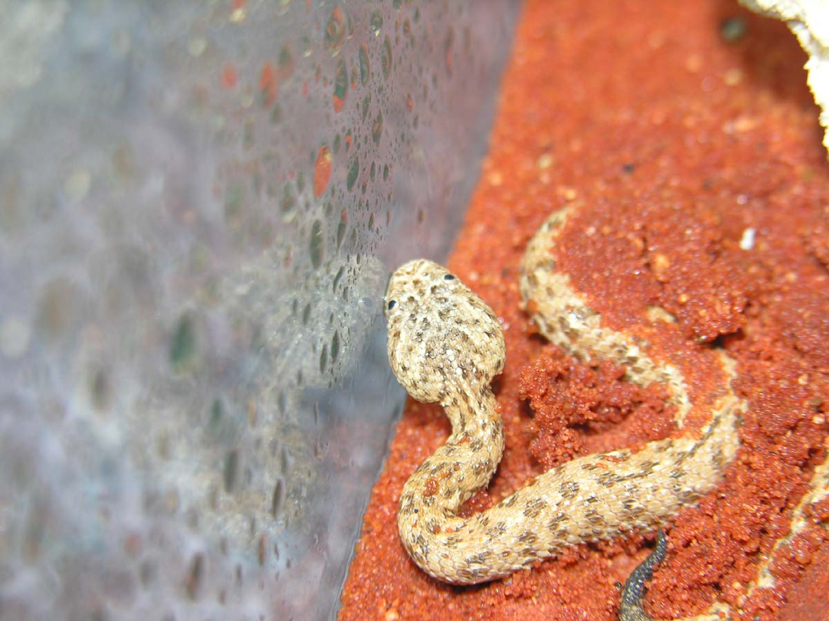 Bitis peringueyi
