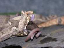 Bitis cornuta