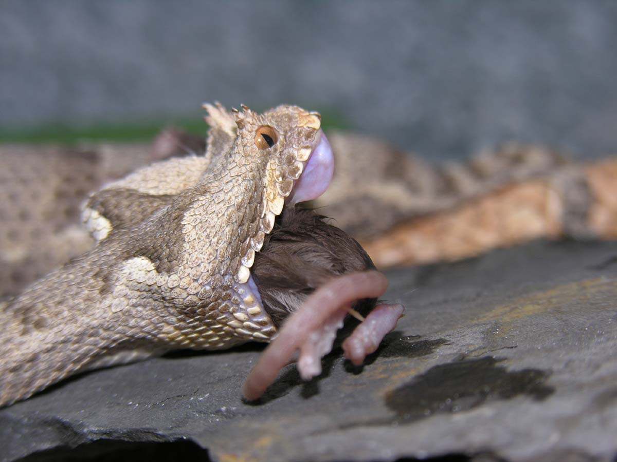 Bitis cornuta