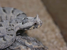 Bitis cornuta