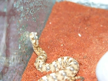 B. caudalis drinking