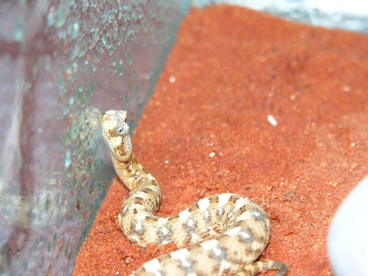 B. caudalis drinking