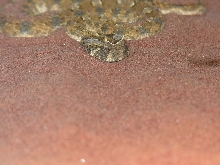 Bitis caudalis