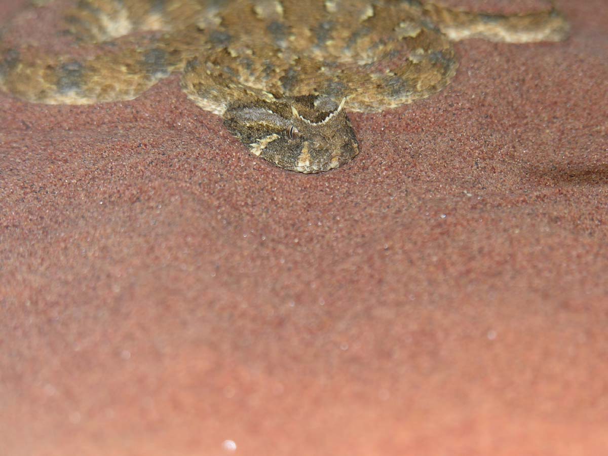 Bitis caudalis