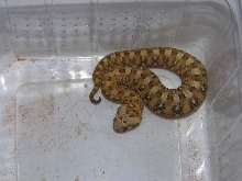 Single Horned Adder