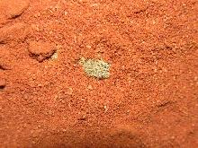 Bitis peringueyi