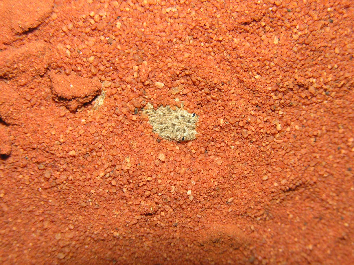 Bitis peringueyi