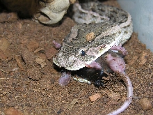 Bitis arietans