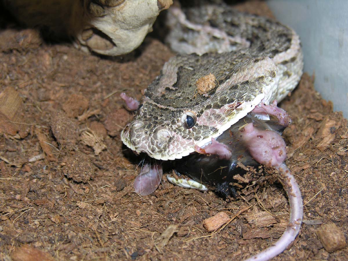 Bitis arietans