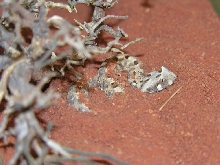 Another Single Horned Adder (Baby)