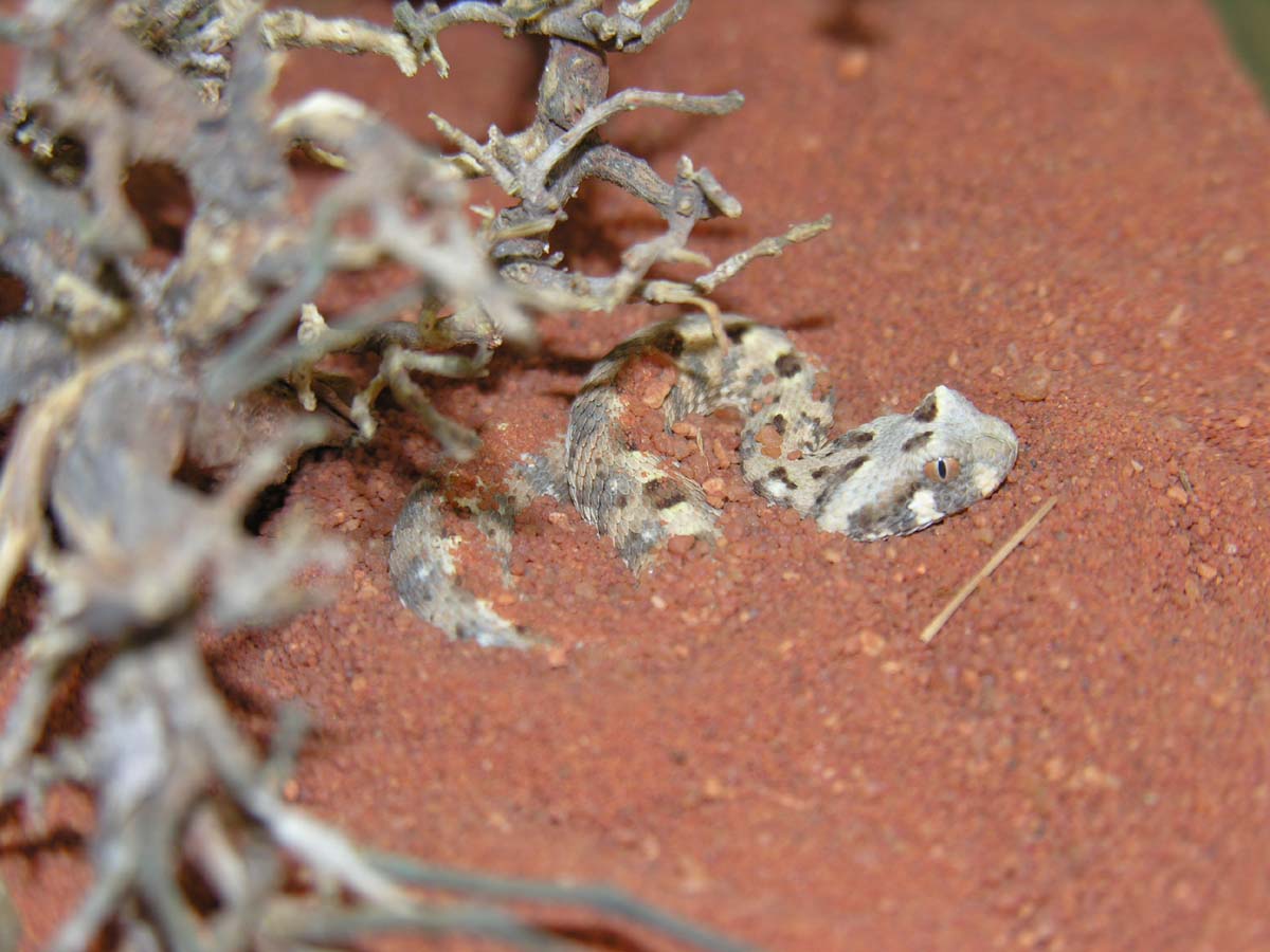 Another Single Horned Adder (Baby)