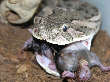Puffadder